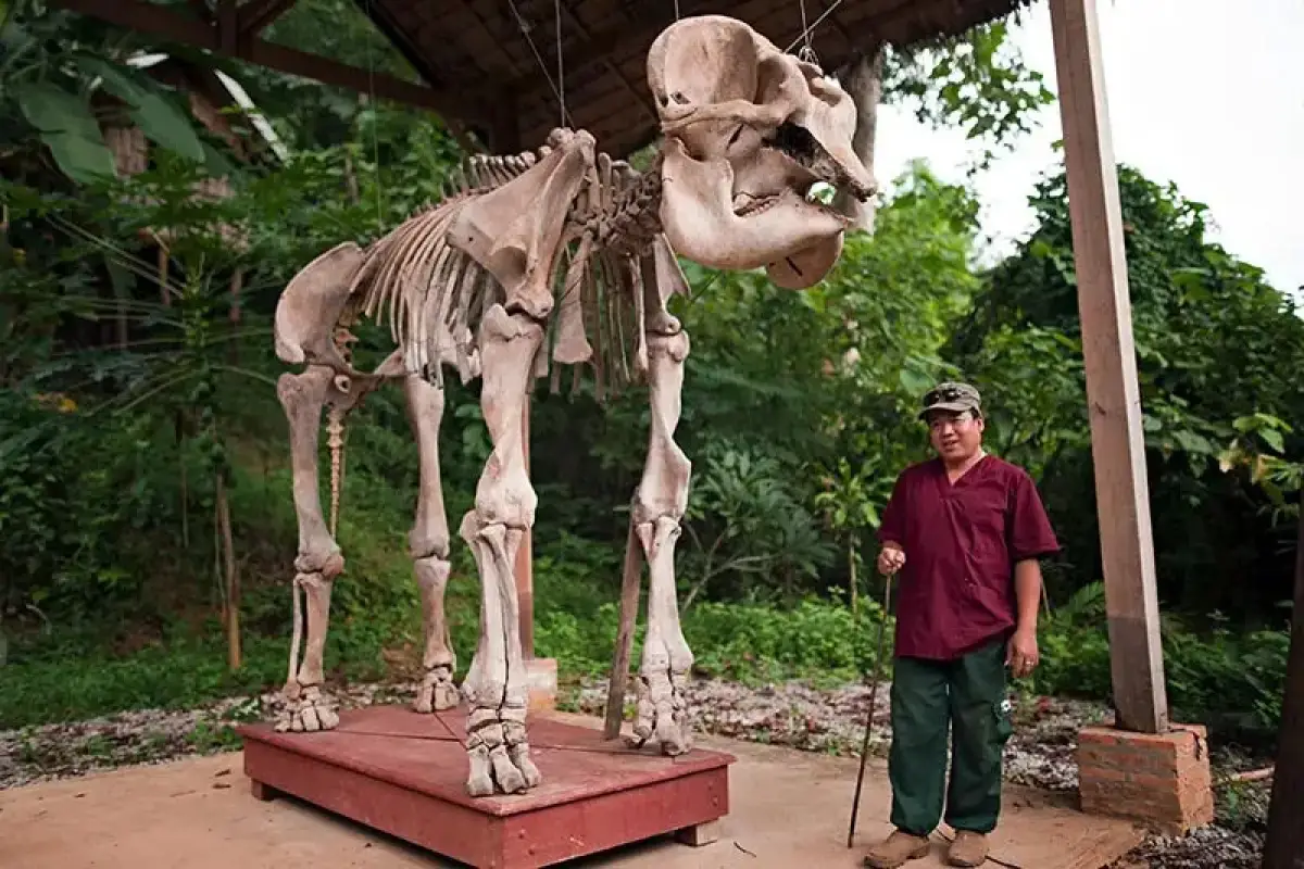 Elephant Conservation Center (ECC)