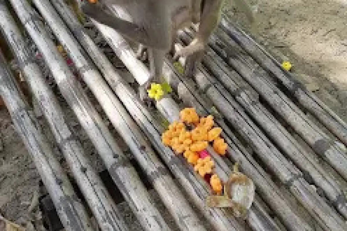Monkey Forest