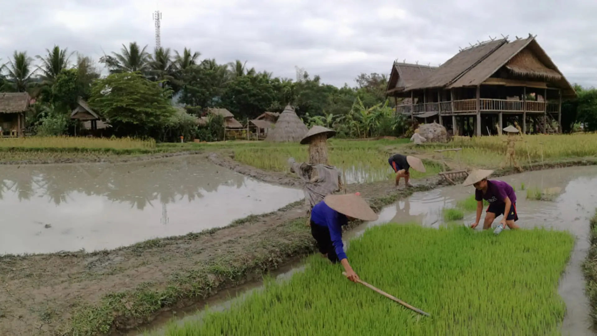 Fresh Farm Rice The Living Land Farm - Rice Farming Experience
