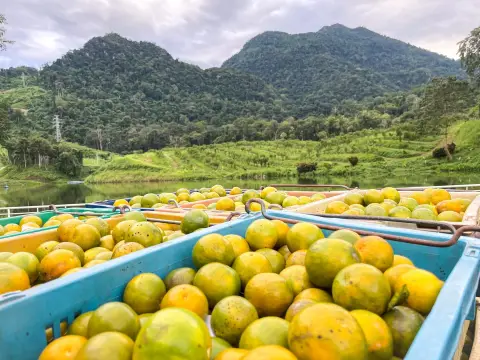 ສວນໝາກກ້ຽງ
