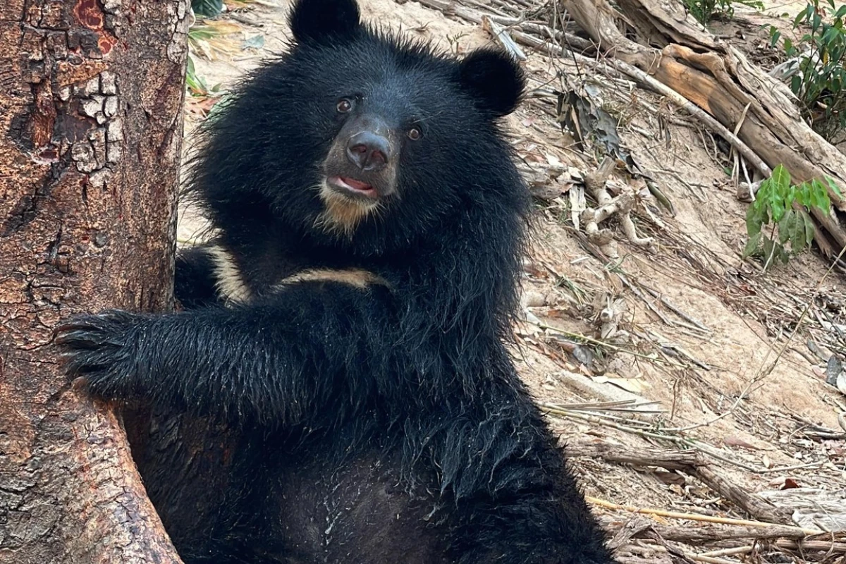 Lao Conservation Trust for Wildlife (LCTW) Lao Conservation Trust for Wildlife (LCTW)