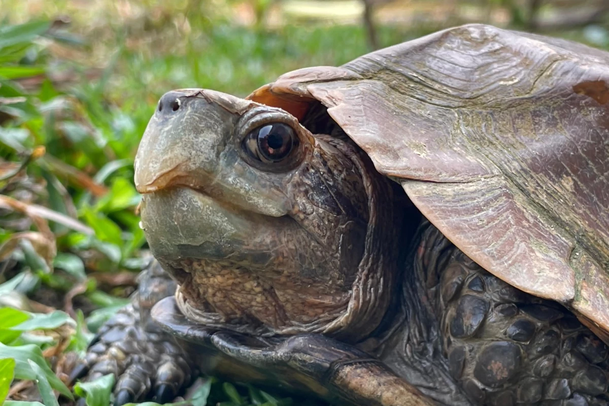 Lao Conservation Trust for Wildlife (LCTW) Lao Conservation Trust for Wildlife (LCTW)