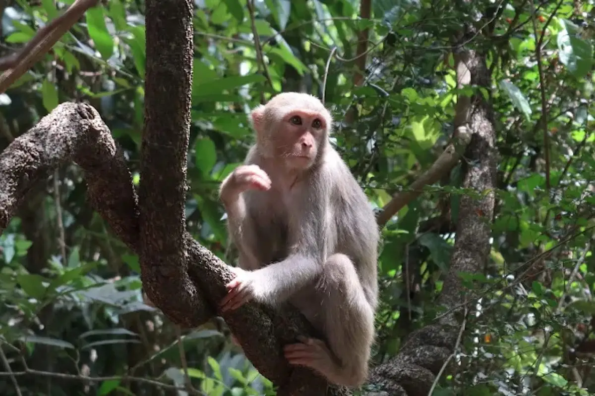 Monkey Forest