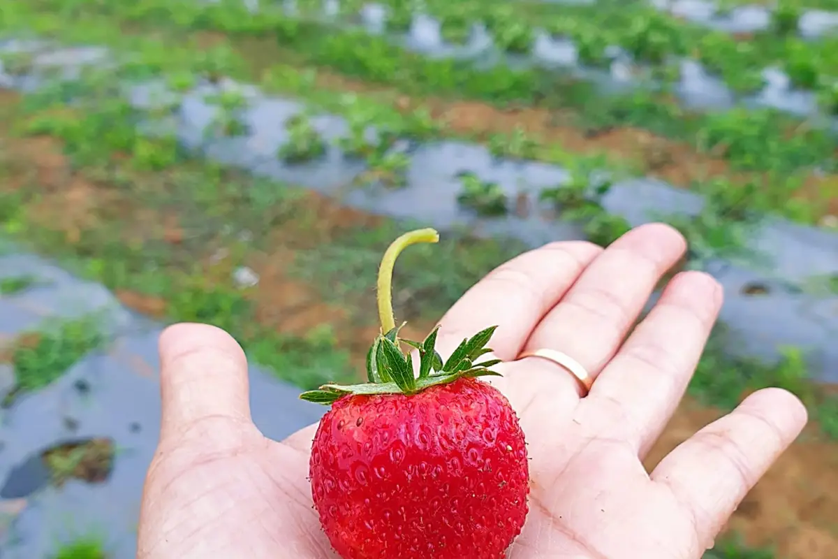 Fuang Dao Mountain Resort