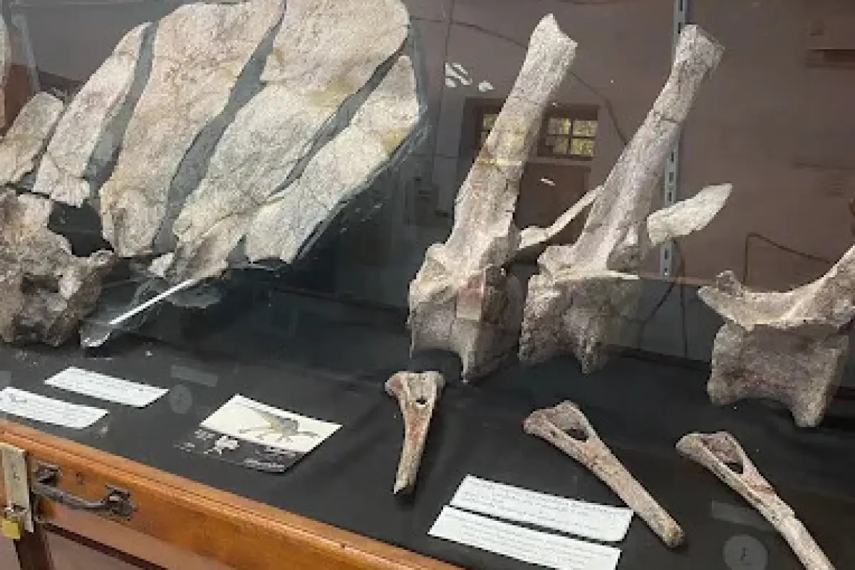 Savannakhet Dinosaur Museum