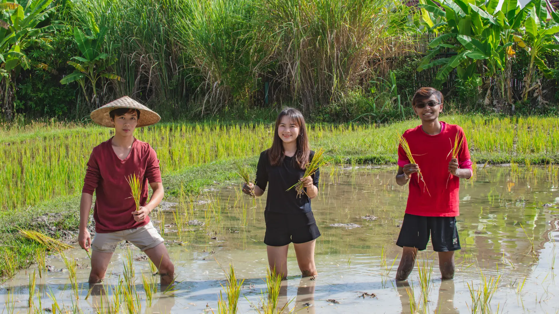 The Living Land Farm Rice Farming Experience the-living-land-farm-rice-farming-experience