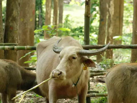 ຜະລິດຕະພັນຈາກນົມຄວາຍລາວ ຫຼື ຟາມຄວາຍ (ໜຶ່ງດຽວເທົ່ານັ້ນ)