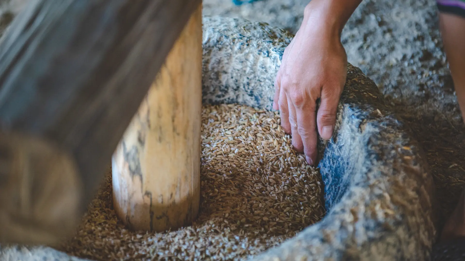 The Living Land Farm - Rice Farming Experience