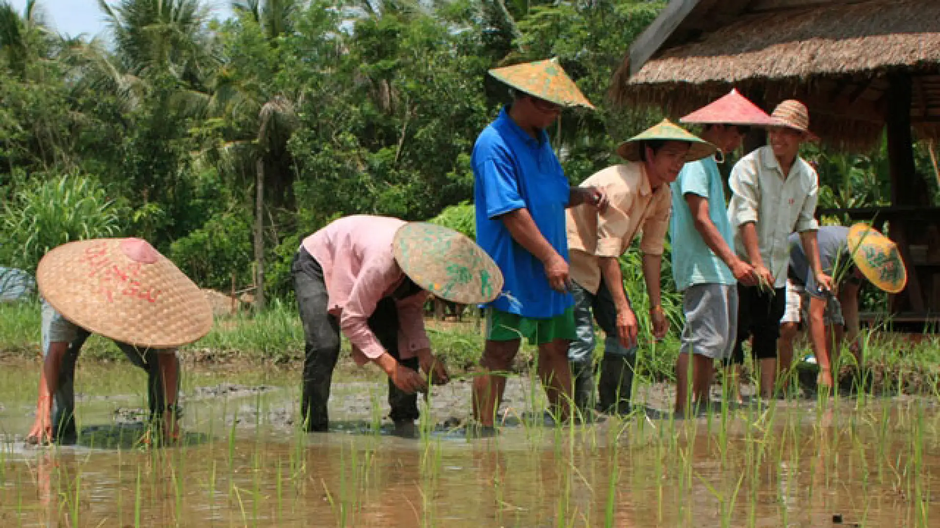 The Living Land Farm - Rice Farming Experience