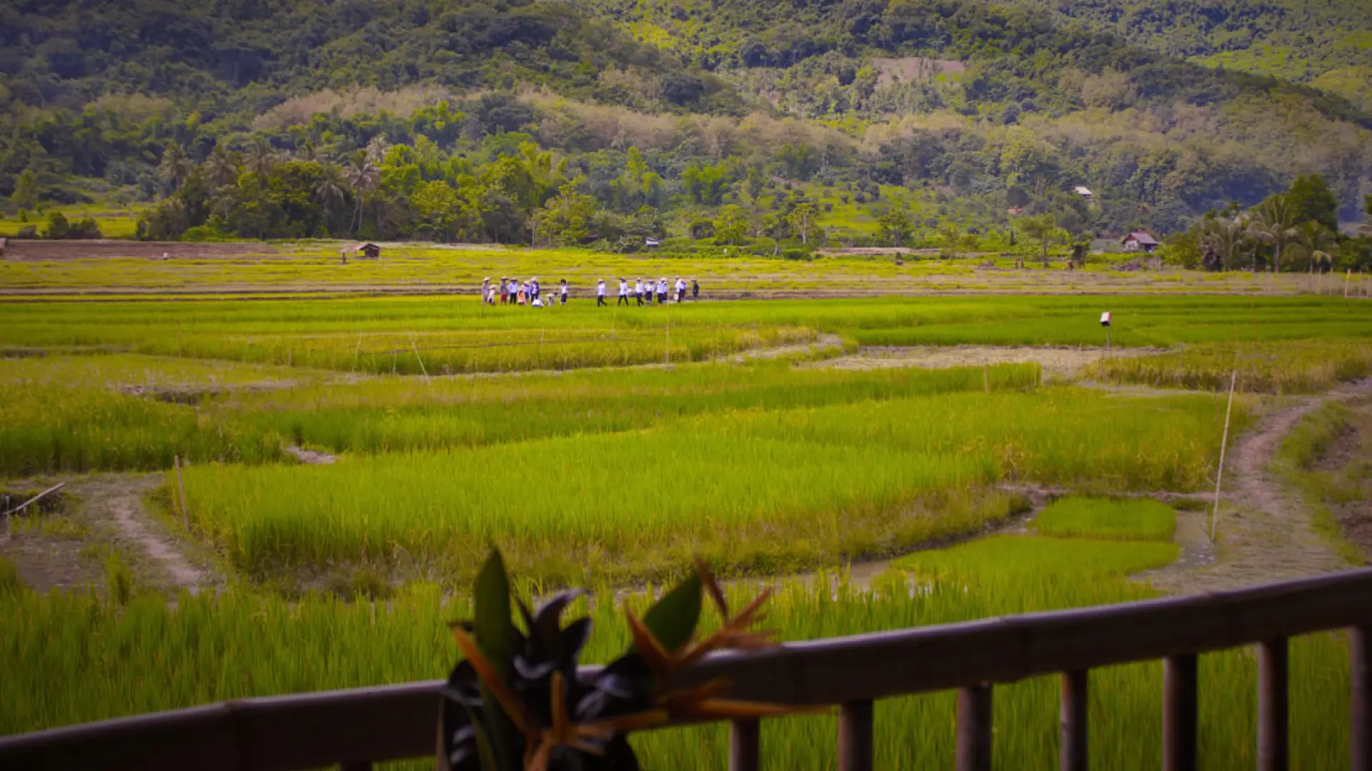 The Living Land Farm - Rice Farming Experience