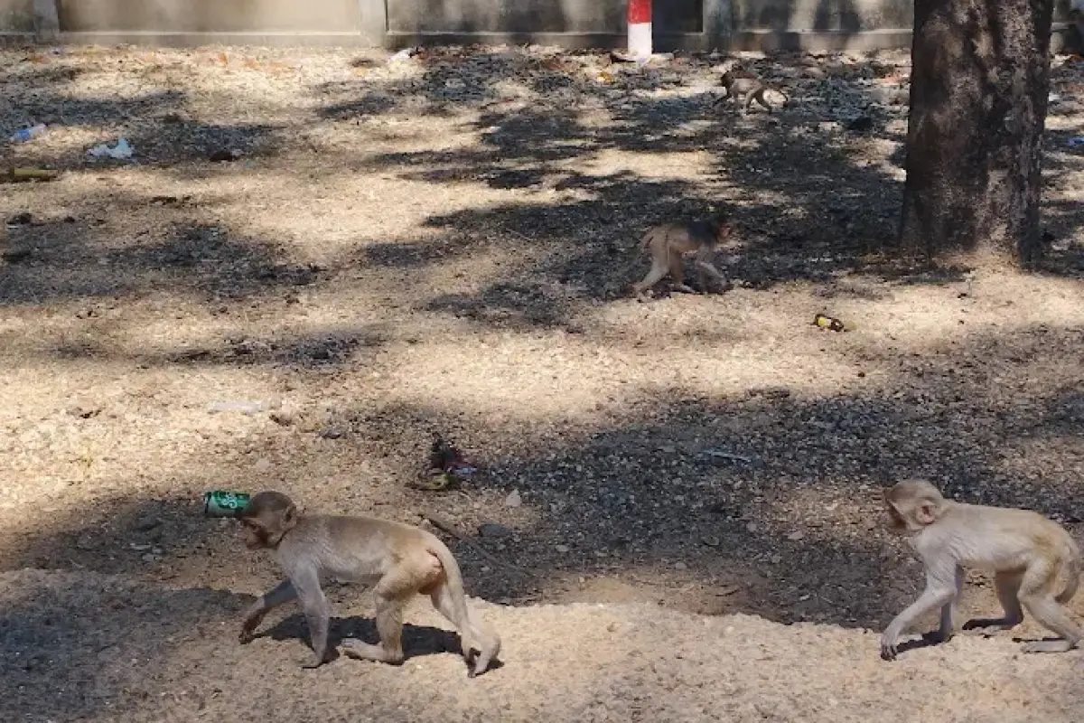 Monkey Forest