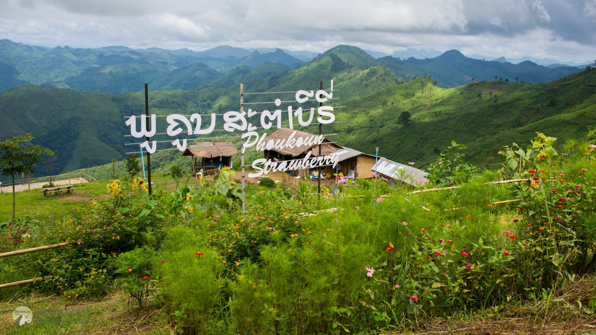 Phou Khoun Strawberry farm