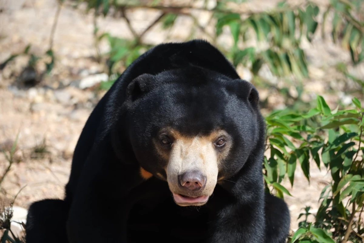Lao Conservation Trust for Wildlife (LCTW) Lao Conservation Trust for Wildlife (LCTW)
