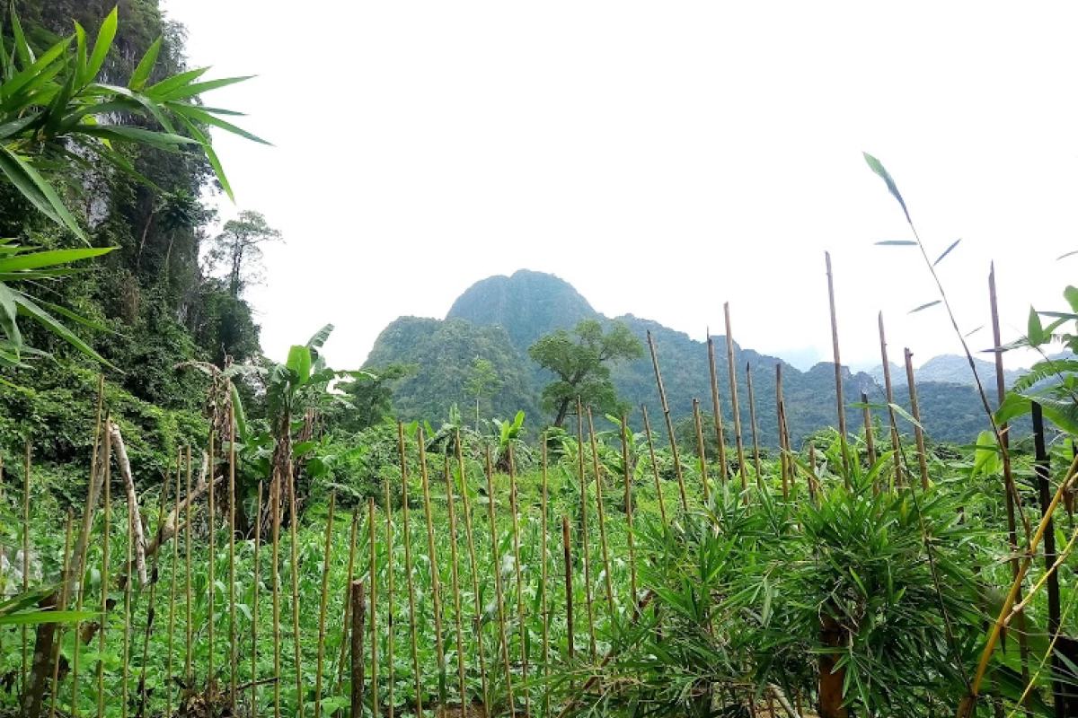 ถ้ำผาผึ้ง (Bee Cliff Cave) ถ้ำผาผึ้ง (Bee Cliff Cave)