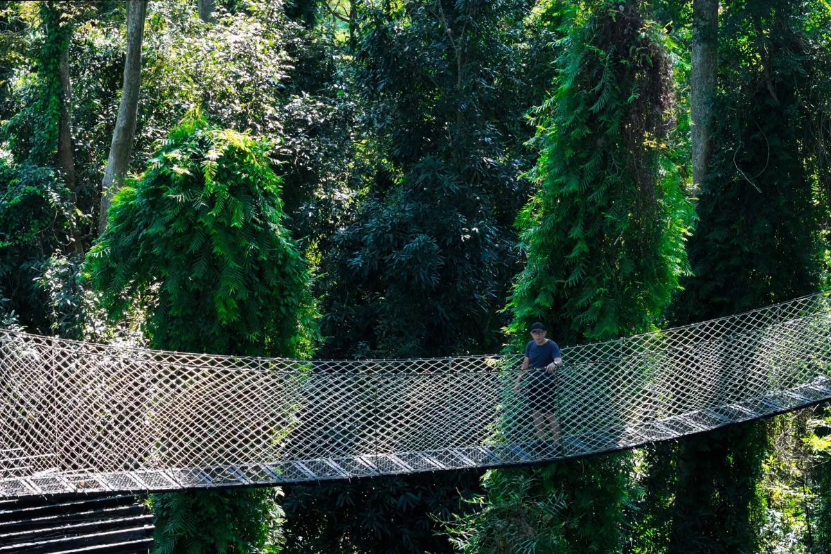 La Forêt La Forêt