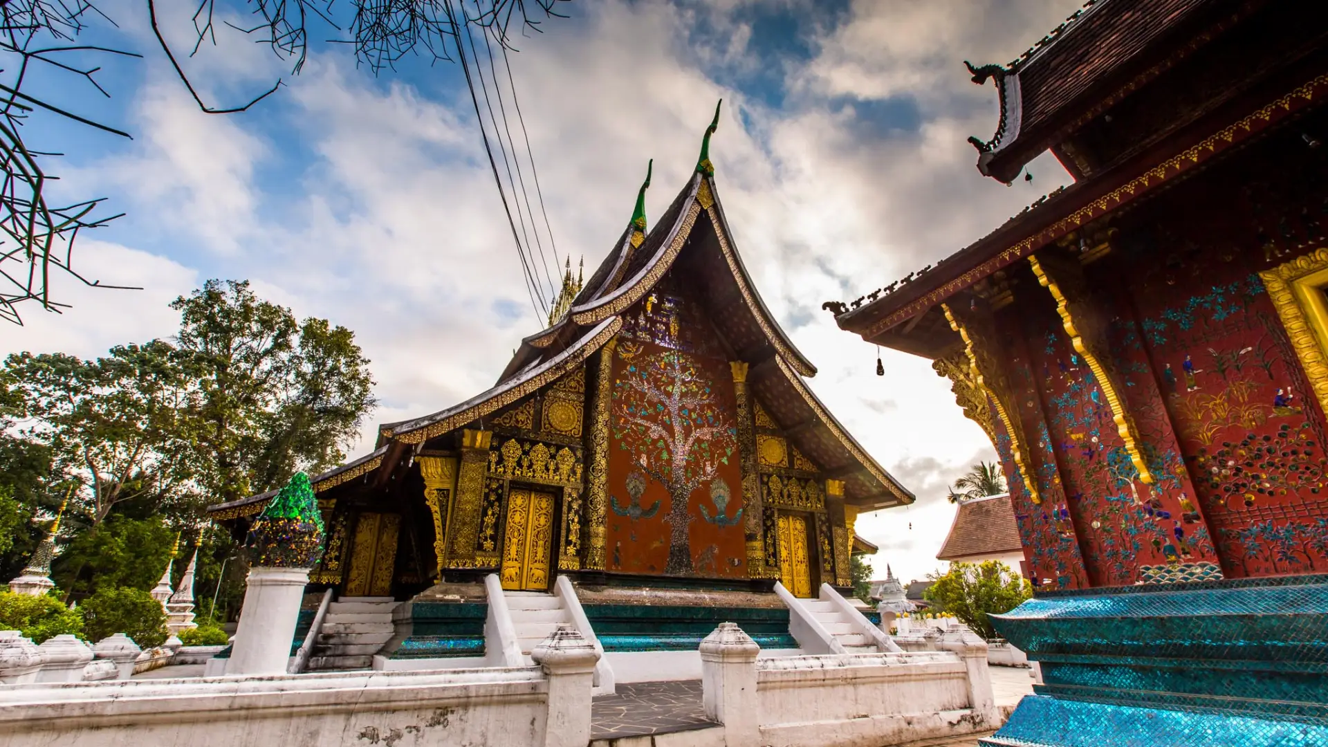 Xieng Tree Wat Xieng Thong Temple