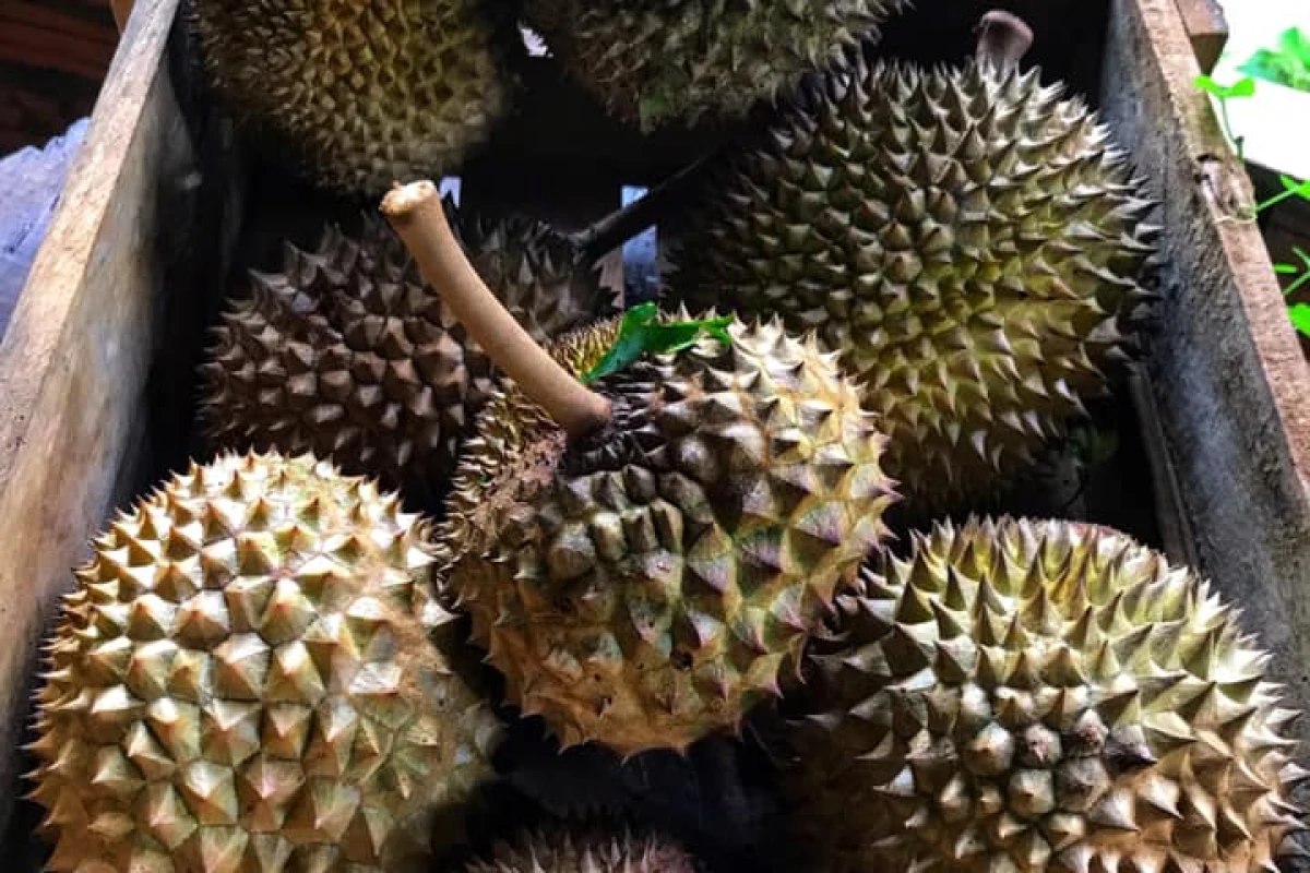 Paksong Durian