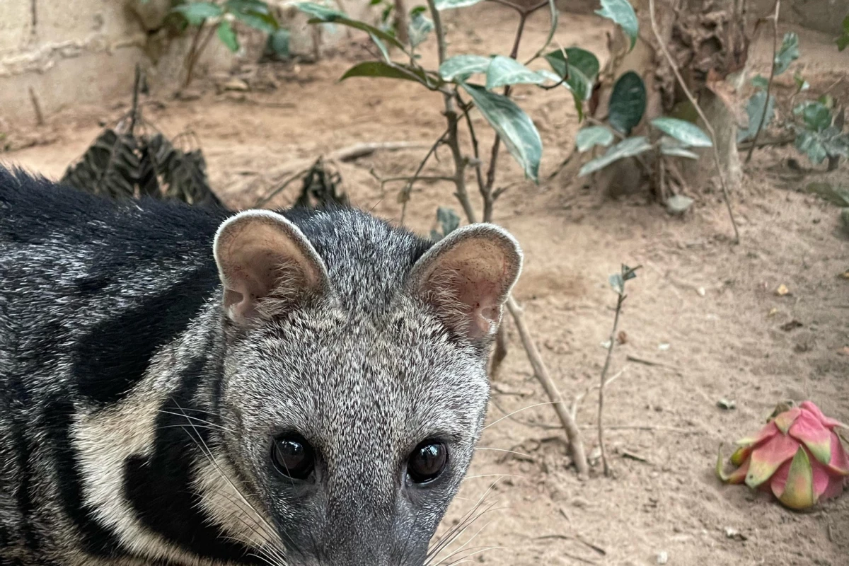 Lao Conservation Trust for Wildlife (LCTW) Lao Conservation Trust for Wildlife (LCTW)