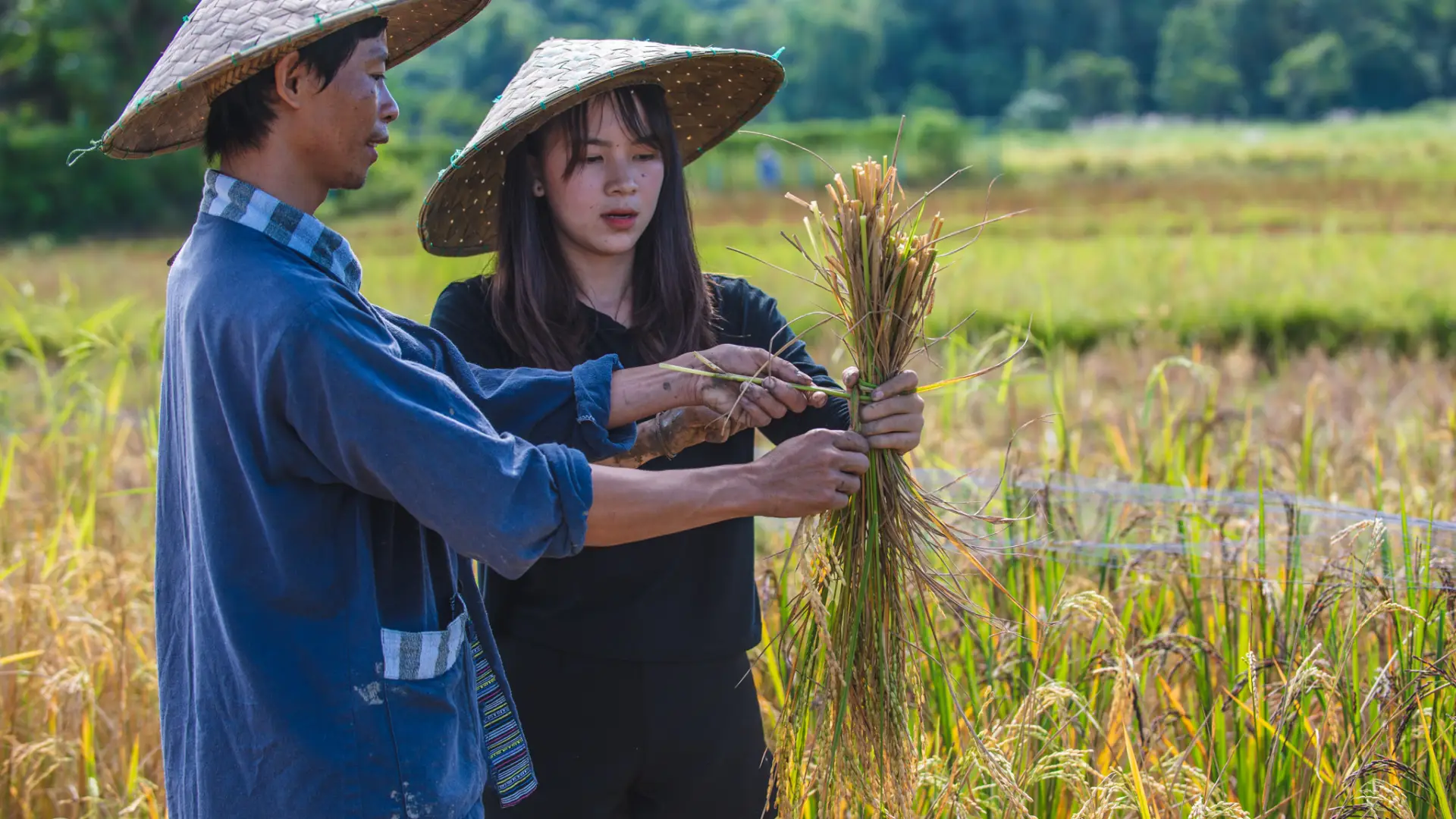 The Living Land Farm Rice Farming Experience the-living-land-farm-rice-farming-experience