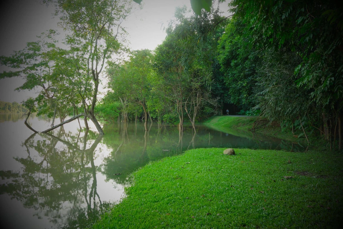 La Forêt La Forêt