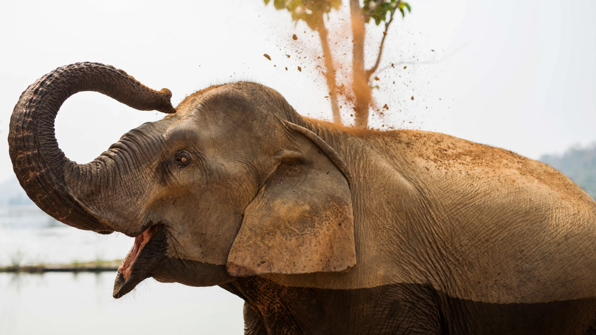 Froot Loops  Global Sanctuary for Elephants Shop
