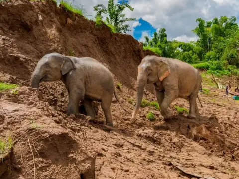 New Beginnings Escape: Jungle Walk with Elephants at MandaLao Elephant Conservation