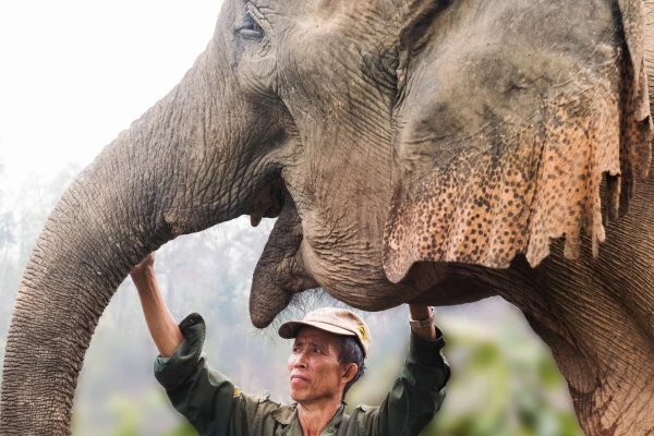 Experience Elephant Conservation Center in Sayabouly: A 2 Days - 1 Night Adventure Experience Elephant Conservation Center in Sayabouly: A 2 Days - 1 Night Adventure