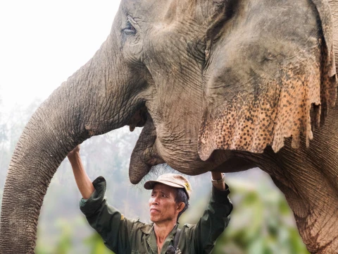 Experience Elephant Conservation Center in Sayabouly: A 2 Days - 1 Night Adventure Experience Elephant Conservation Center in Sayabouly: A 2 Days - 1 Night Adventure