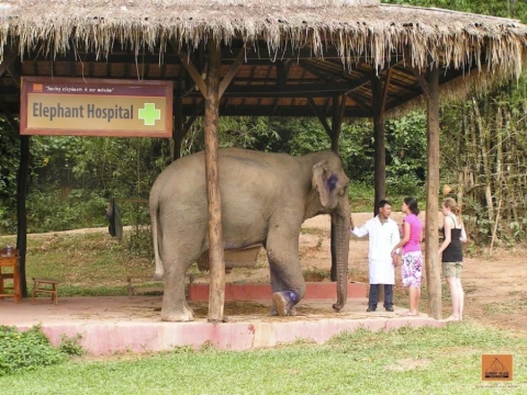 Educational Tour at Elephant Village Sanctuary & Resort Educational Tour at Elephant Village Sanctuary & Resort