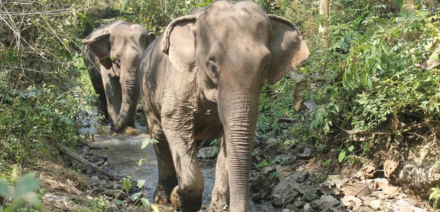 3 Days Biking, Mandalao Elephant Trek, Trekking, & Kayaking Adventure