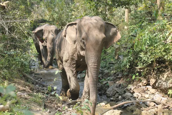 3 Day Biking, Mandalao Elephant Trek, Trekking, & Kayaking Adventure