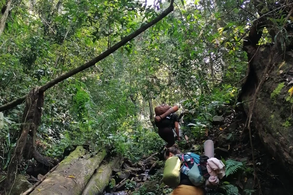 Immersive Jungle Adventure 3 Immersive Jungle Adventure 3