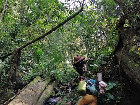 Immersive Jungle Adventure 3 Immersive Jungle Adventure 3