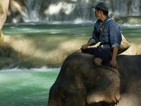 2 Day Deluxe Living with Elephant Mahout Program