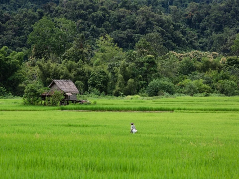 4-Day Nong Khiaw Jungle Trek & Kayak Adventure 4-Day Nong Khiaw Jungle Trek & Kayak Adventure