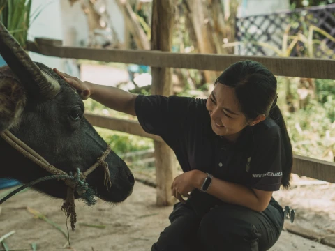 Buffalo Dairy Buffalo Dairy