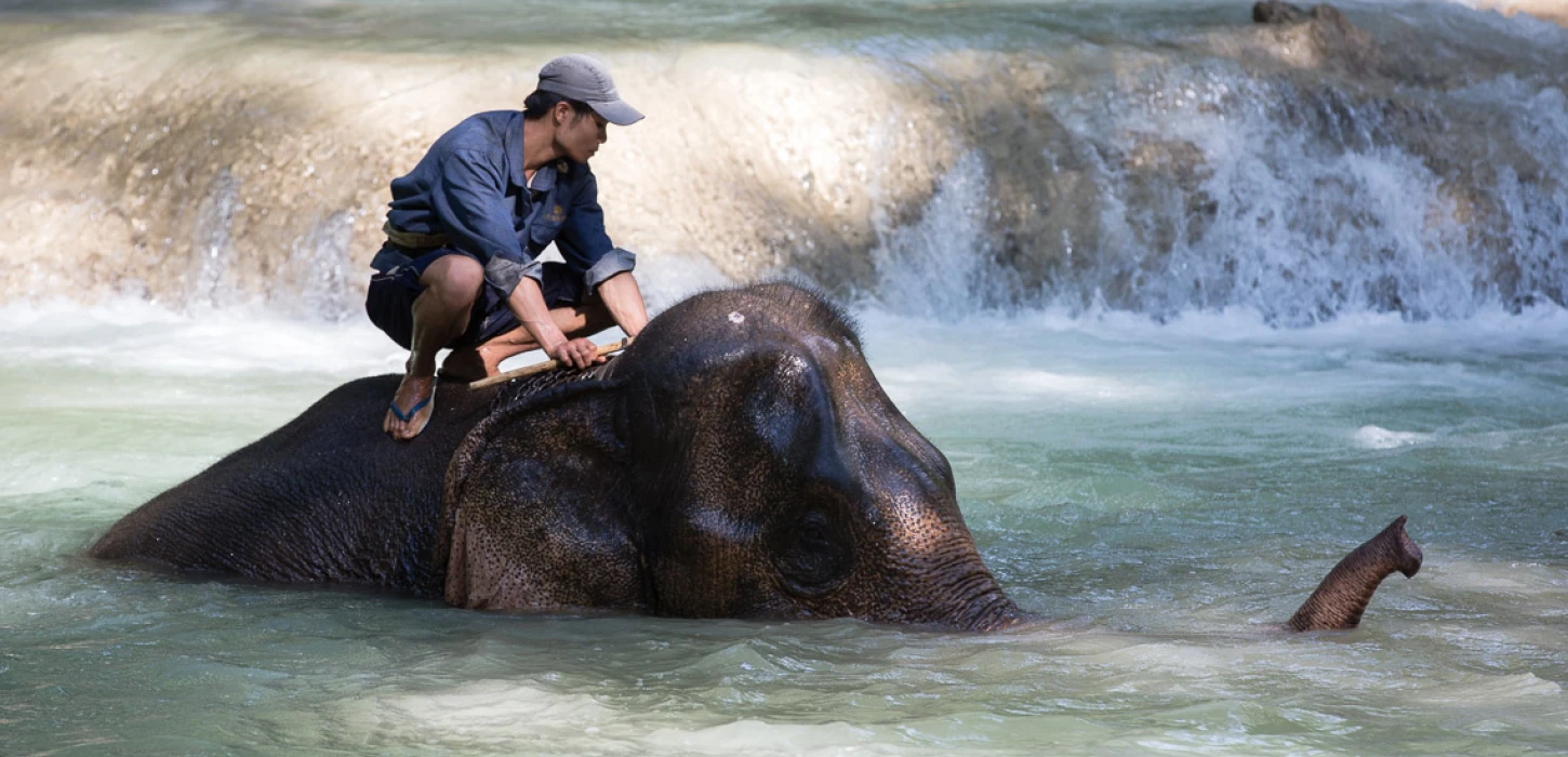 1 Day Elephant Experience & Kayaking Advanture