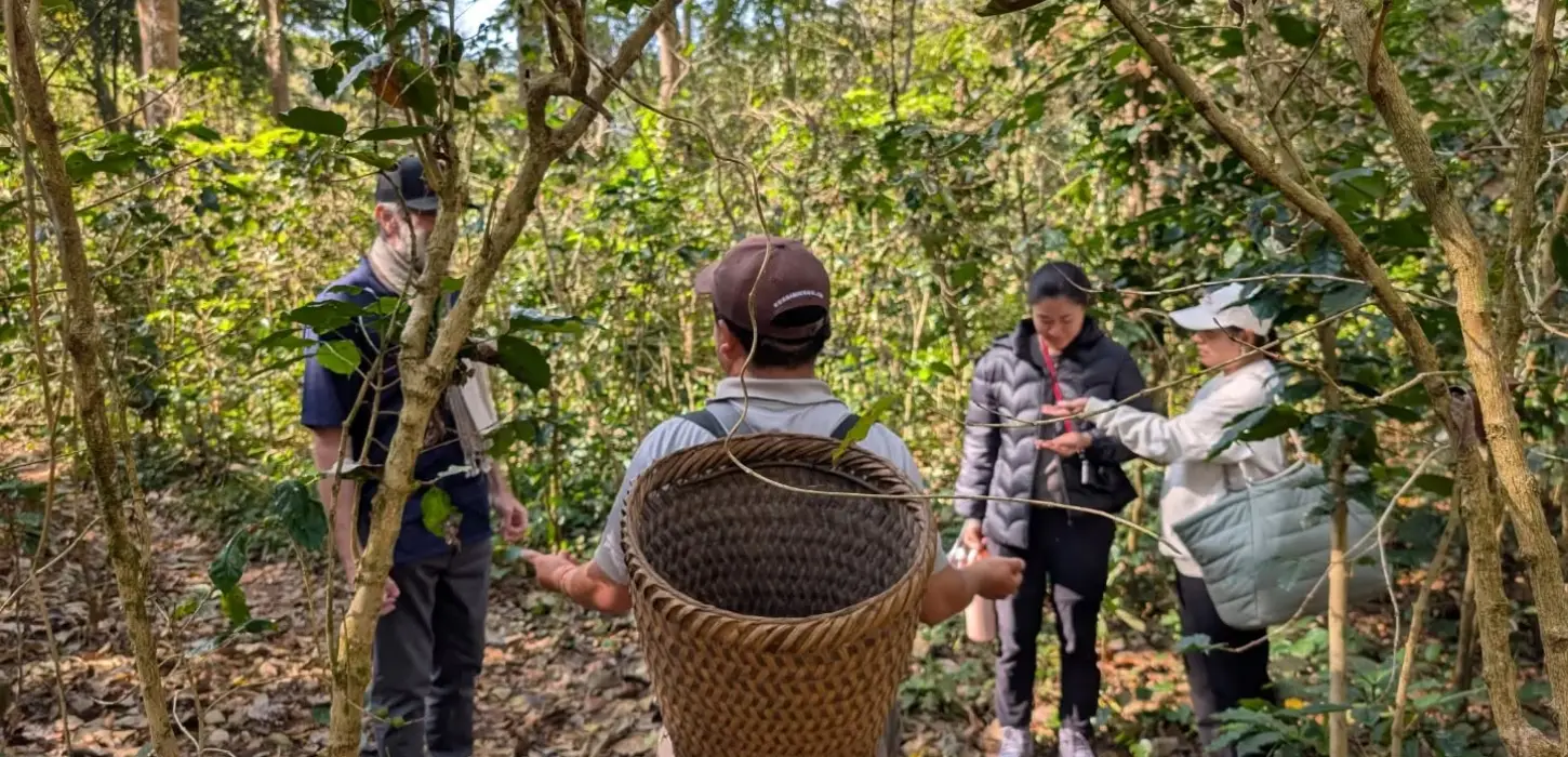 The Coffee Trail: 1 Day Hiking in a Hmong And Coffee Village in Luang Prabang