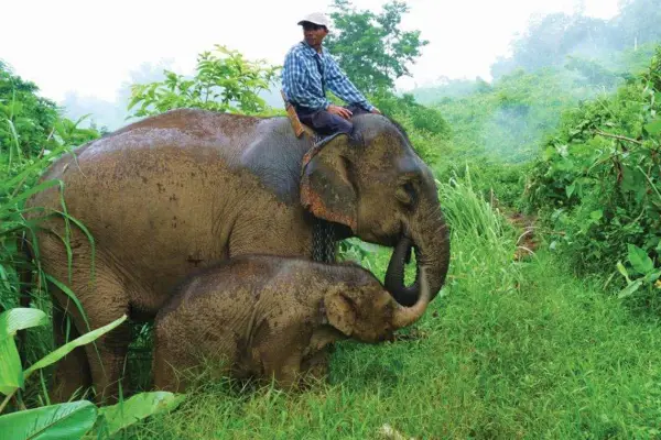 1 Day Deluxe Mahout Elephant Experience