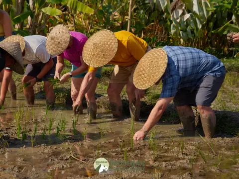 在活地农场的半日稻米体验