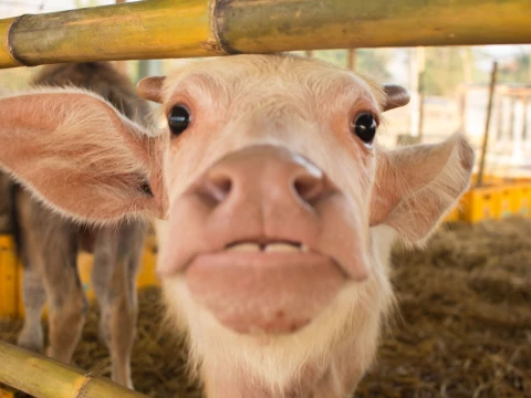 ທ່ຽວຟາມຄວາຍດ້ວຍຕົວເອງ ທ່ຽວຟາມຄວາຍດ້ວຍຕົວເອງ