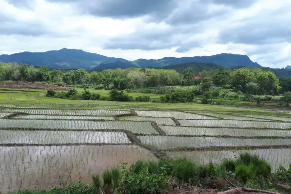 1 Day Biking On/Off-road Across the Mekong - Rice fields & "Single Dirt Track Explorer"