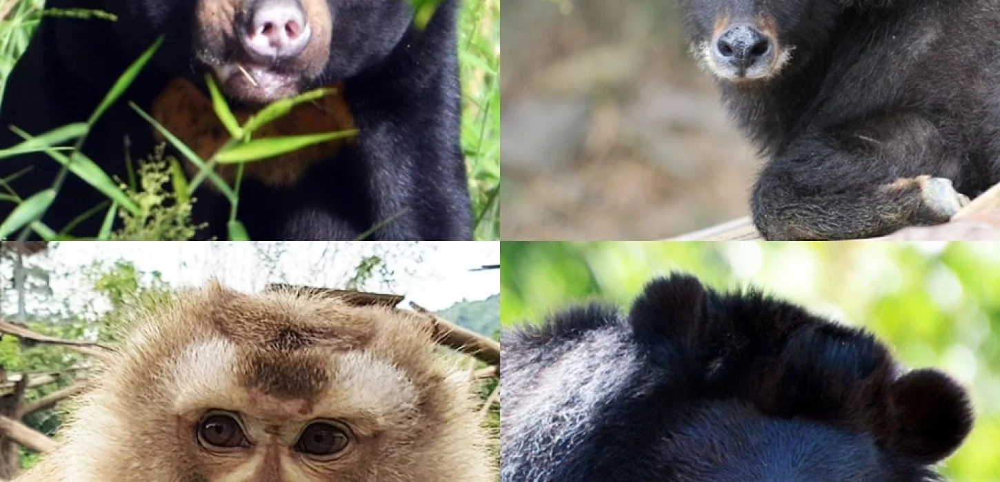 Bear Care Tour LUANG PRABANG WILDLIFE SANCTUARY