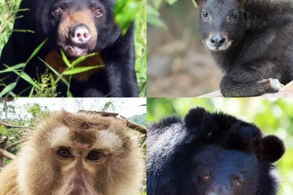 Bear Care Tour LUANG PRABANG WILDLIFE SANCTUARY