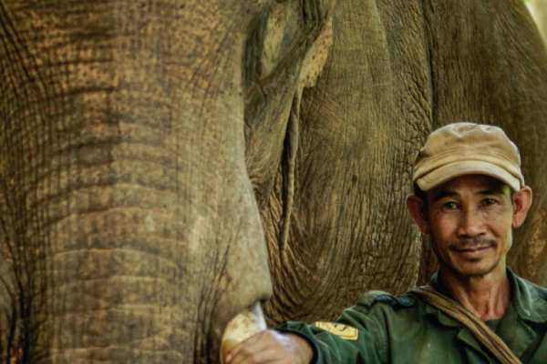 Discover Sayabouly's Elephant Sanctuary: A 3 Days - 2 Nights Wildlife Adventure Discover Sayabouly's Elephant Sanctuary: A 3 Days - 2 Nights Wildlife Adventure