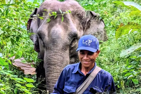 Half-Day Elephant Wonders (With Lunch) in Pak Beng
