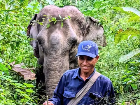 Half-Day Elephant Wonders (With Lunch) in Pak Beng