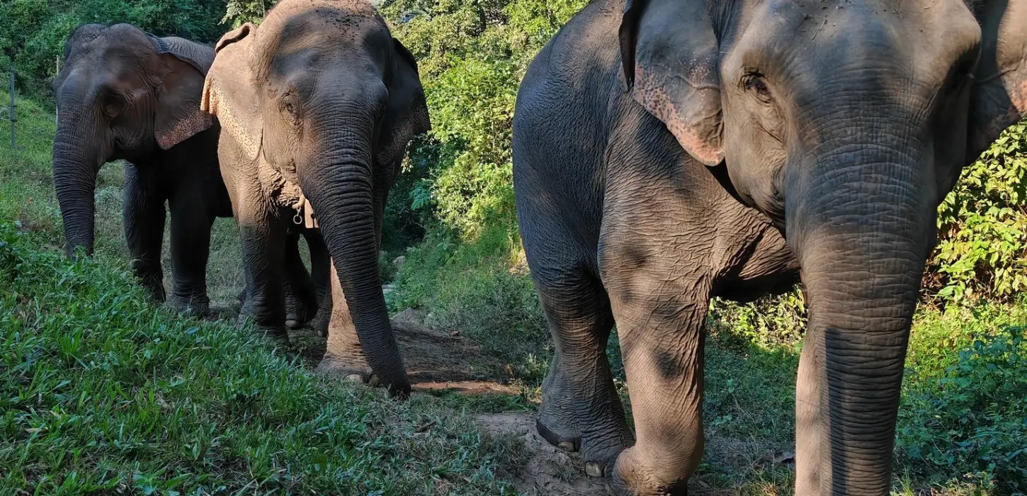 Full-Day Elephant Herd Day Tour in Pak Beng