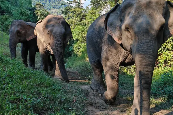 Full-Day Elephant Herd Day Tour in Pak Beng