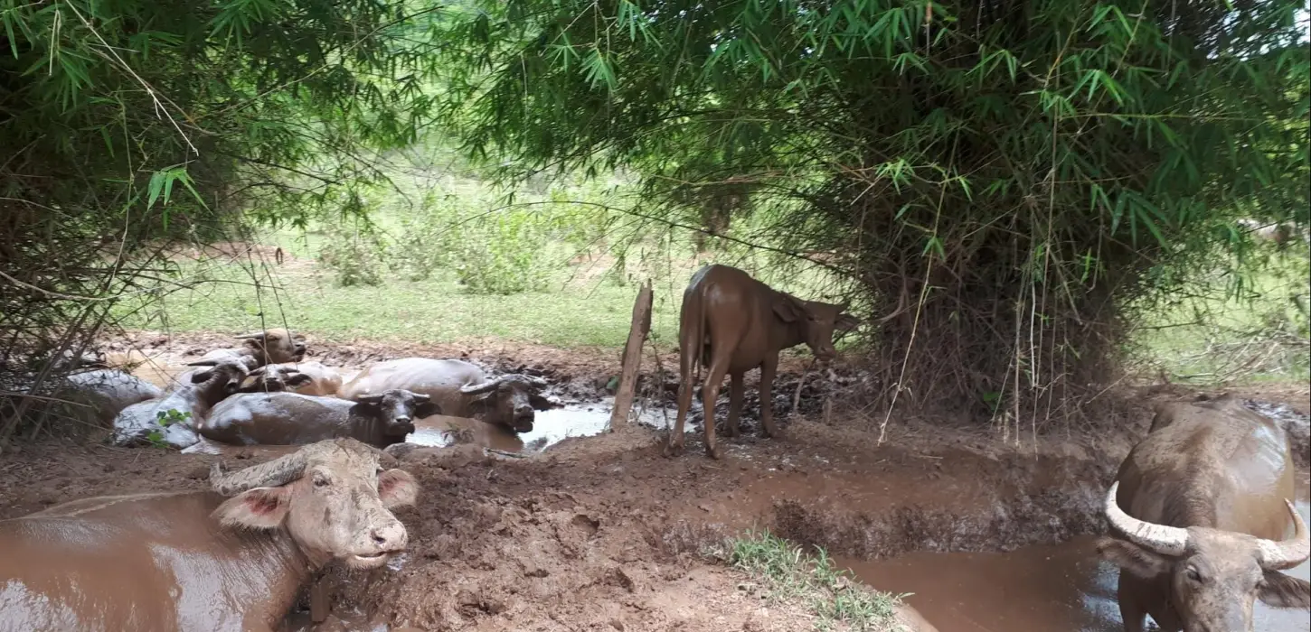 1 Day Biking On/Off-road Chomphet Local Village Discovery & Pottery
